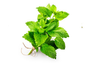 Cookin’ with Fresh Herbs - Mint