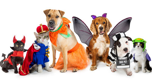 Keeping Your Pets Safe on Halloween